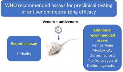 In Vitro Tests for Assessing the Neutralizing Ability of Snake Antivenoms: Toward the 3Rs Principles